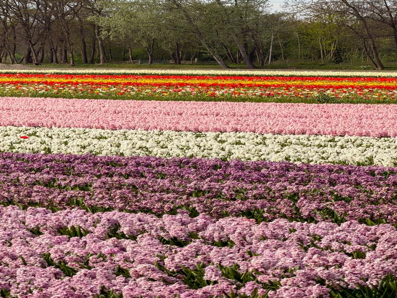 Flower fields around Lisse